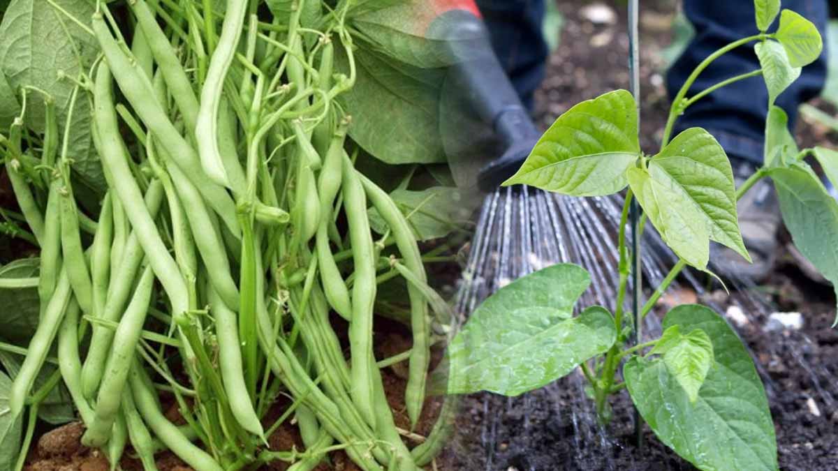 Haricots verts  doit-on les arroser tous les jours pour une récolte abondante 